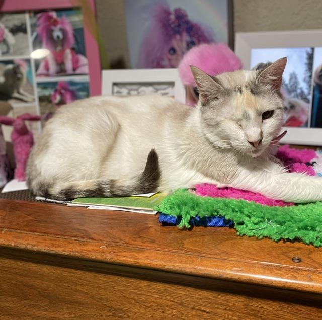 Kimi, an adoptable Siamese in Parlier, CA, 93648 | Photo Image 1