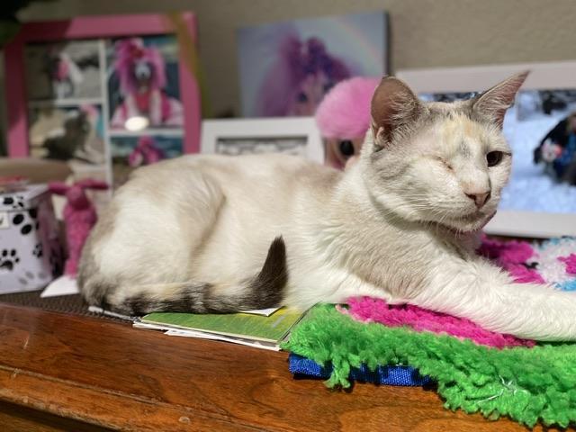 Kimi, an adoptable Siamese in Parlier, CA, 93648 | Photo Image 5