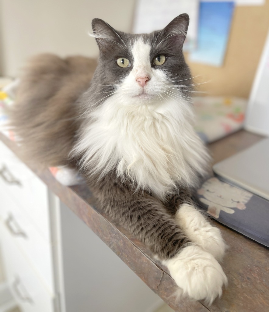 Phoebe, an adoptable Domestic Long Hair in Cambria, CA, 93428 | Photo Image 1