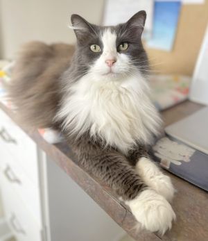 Meet Phoebe an enchanting feline who oversees the kitchen activities at HART This 9-year-old long-