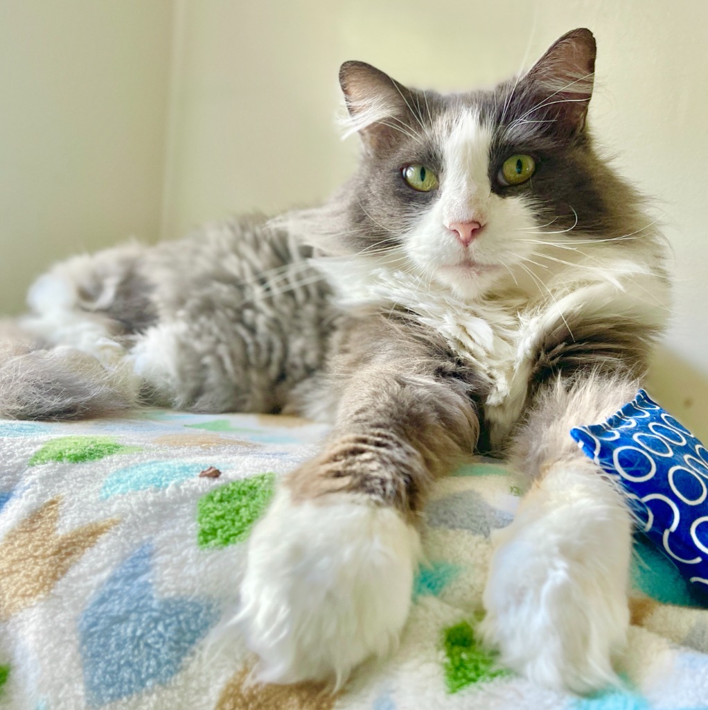Phoebe, an adoptable Domestic Long Hair in Cambria, CA, 93428 | Photo Image 2