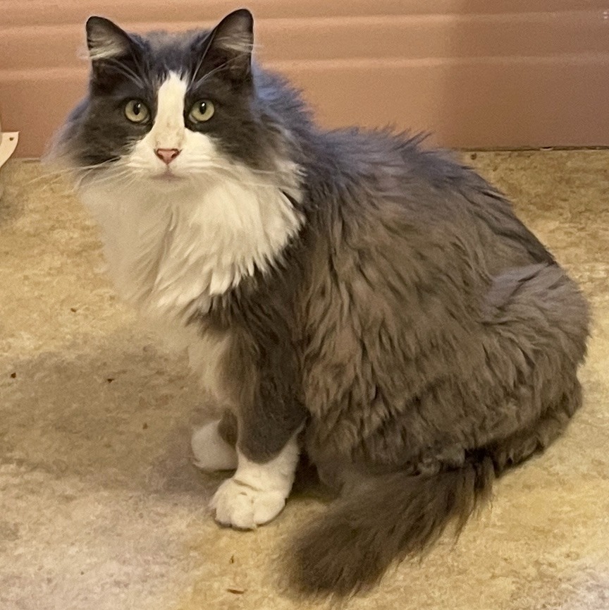 Phoebe, an adoptable Domestic Long Hair in Cambria, CA, 93428 | Photo Image 3