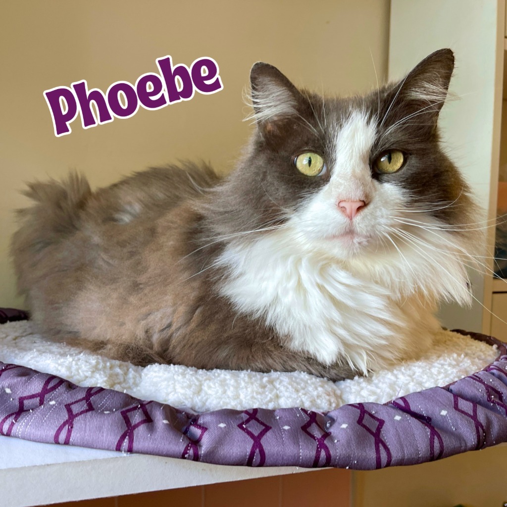 Phoebe, an adoptable Domestic Long Hair in Cambria, CA, 93428 | Photo Image 4