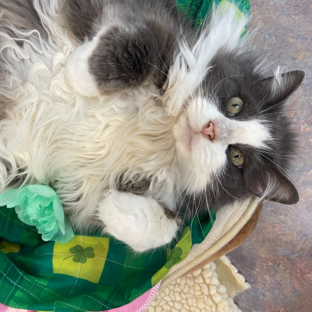 Phoebe, an adoptable Domestic Long Hair in Cambria, CA, 93428 | Photo Image 6