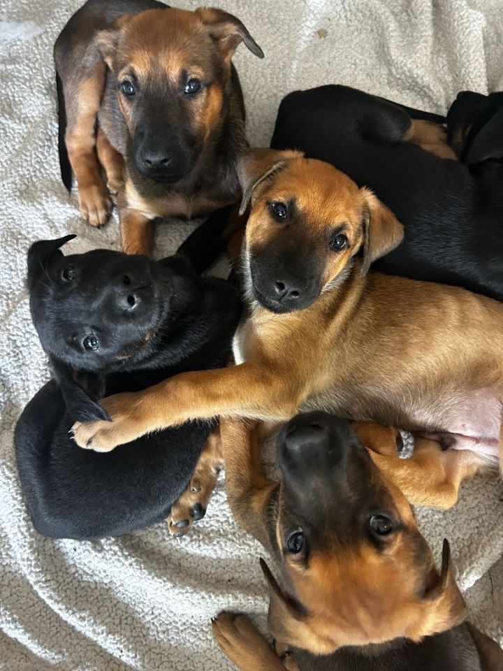 Doberman shepherd hot sale puppy