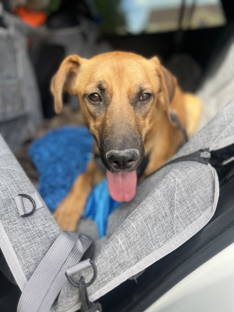 Kona, an adoptable Labrador Retriever, Hound in Albuquerque, NM, 87120 | Photo Image 1