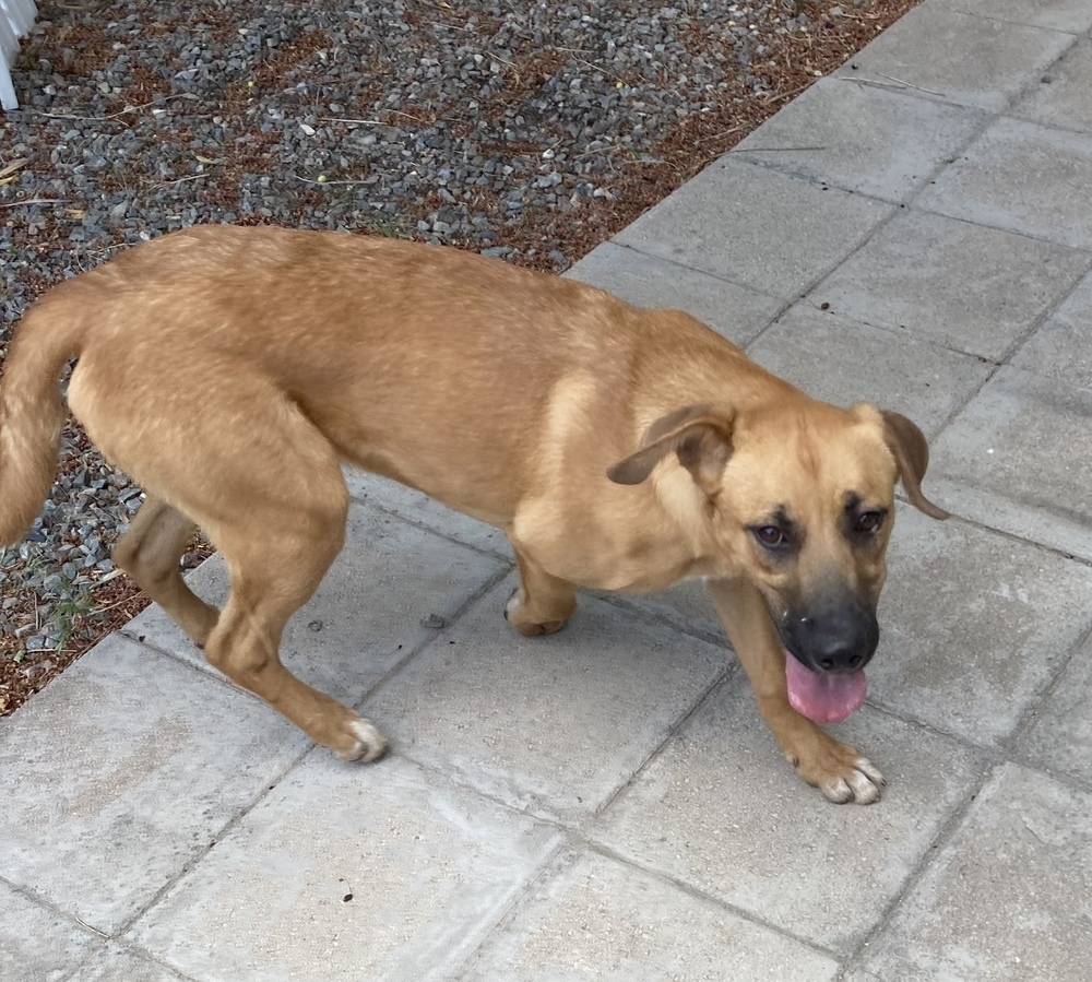 Kona, an adoptable Labrador Retriever, Hound in Albuquerque, NM, 87120 | Photo Image 3