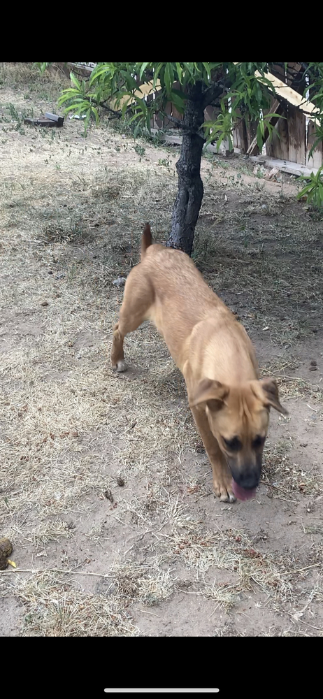 Kona, an adoptable Labrador Retriever, Hound in Albuquerque, NM, 87120 | Photo Image 4