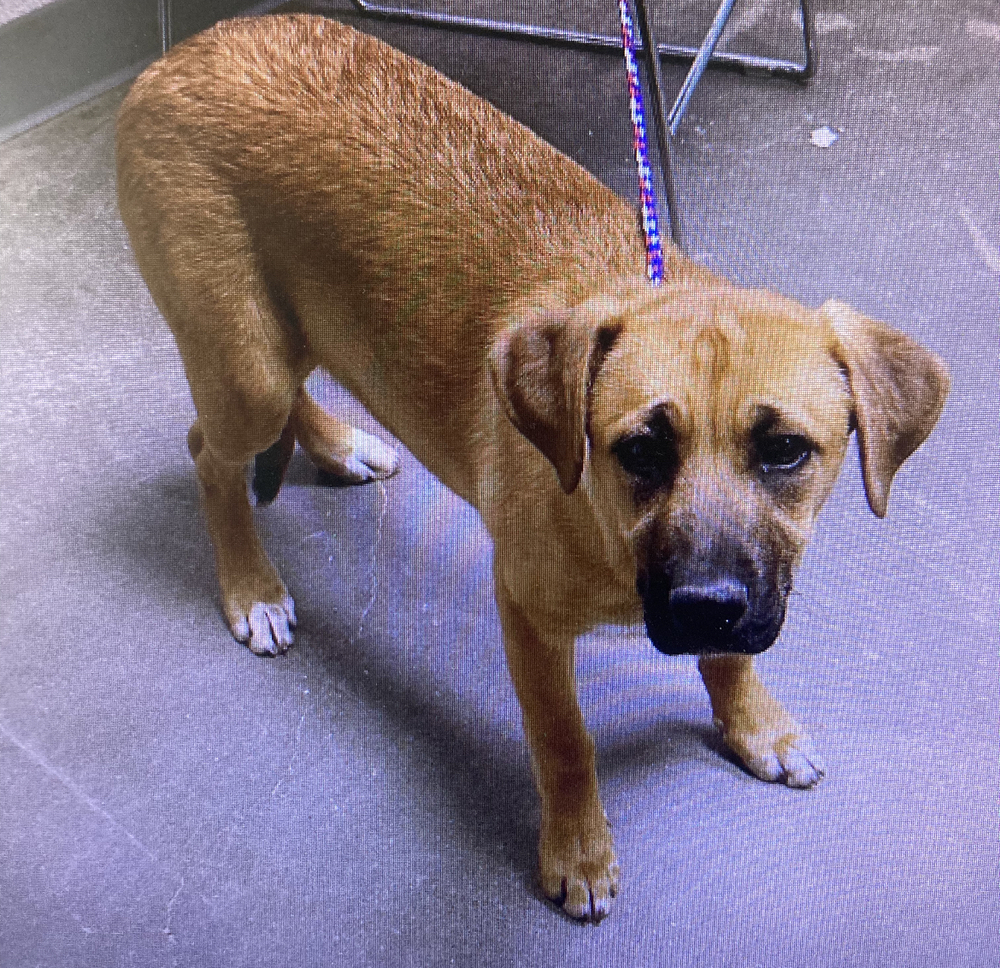 Kona, an adoptable Labrador Retriever, Hound in Albuquerque, NM, 87120 | Photo Image 5