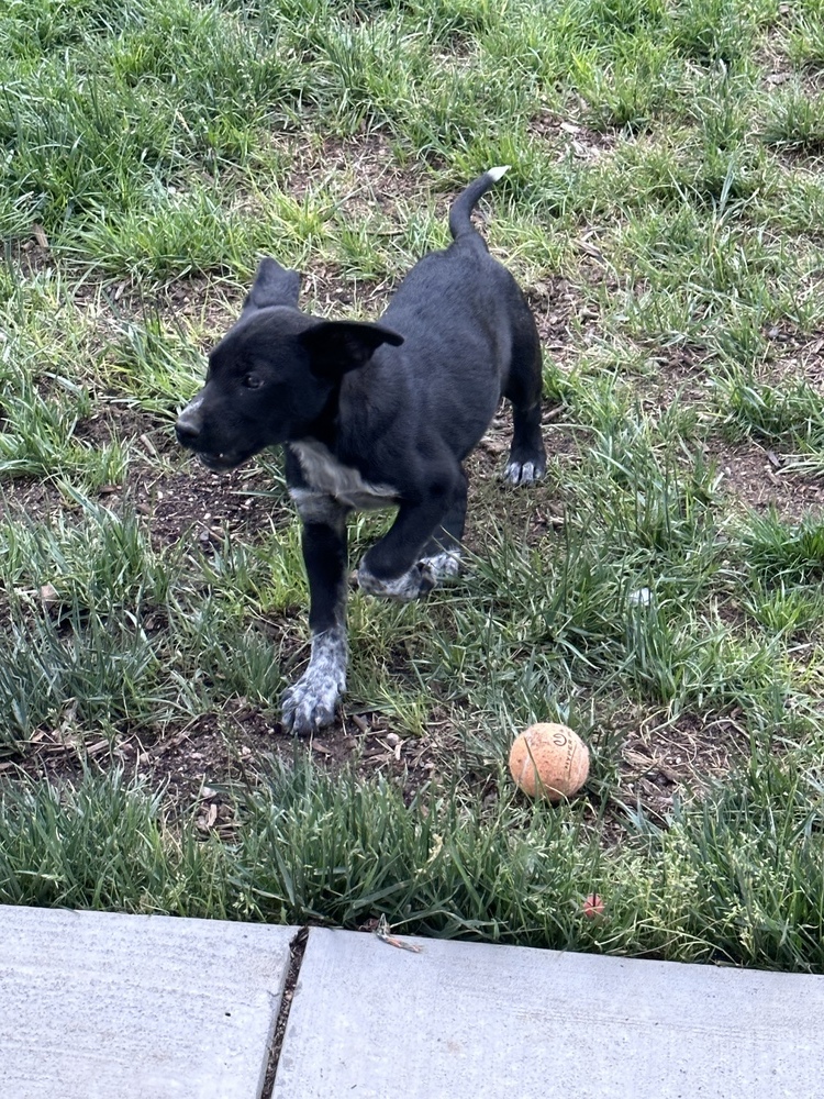 Lucy, an adoptable Border Collie, Labrador Retriever in Albuquerque, NM, 87120 | Photo Image 1