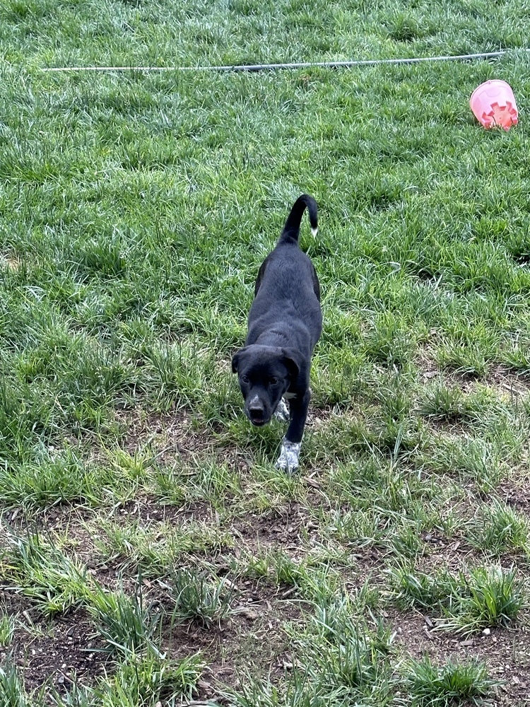 Lucy, an adoptable Border Collie, Labrador Retriever in Albuquerque, NM, 87120 | Photo Image 2