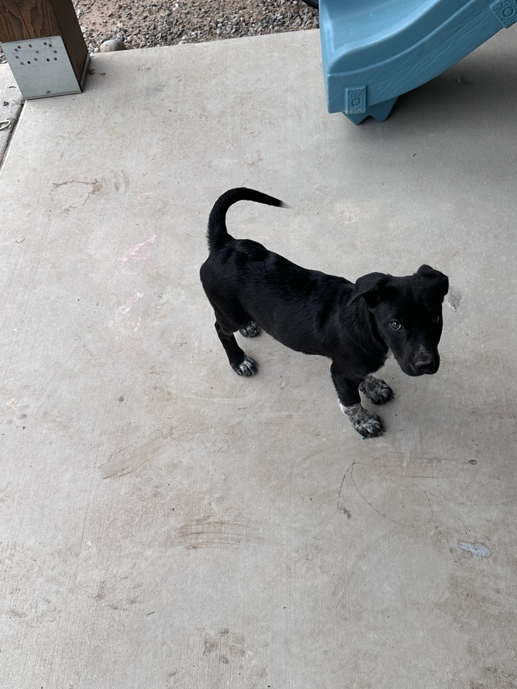 Lucy, an adoptable Border Collie, Labrador Retriever in Albuquerque, NM, 87120 | Photo Image 3