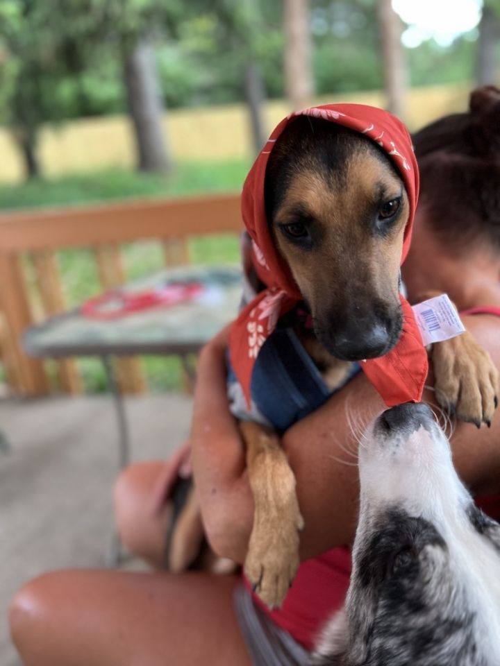 Dog for adoption Max, a Shepherd Mix in Plymouth, MI Petfinder