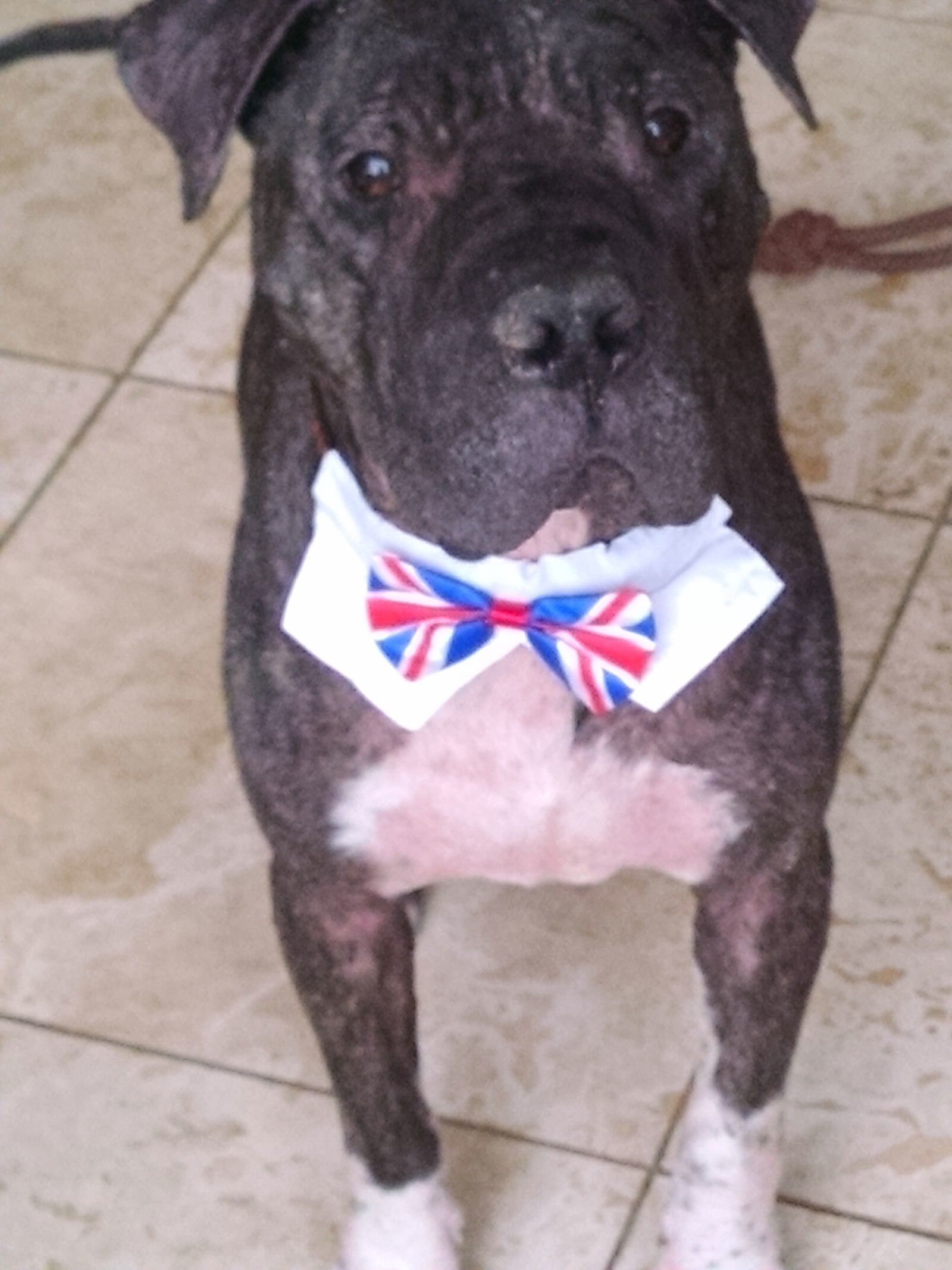 CHAMPION, an adoptable American Bulldog, Shar-Pei in Oro Valley, AZ, 85737 | Photo Image 3