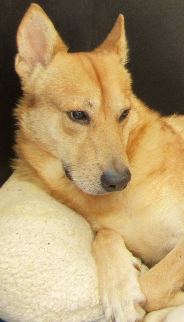 MAUI, an adoptable Carolina Dog in Oro Valley, AZ, 85737 | Photo Image 1
