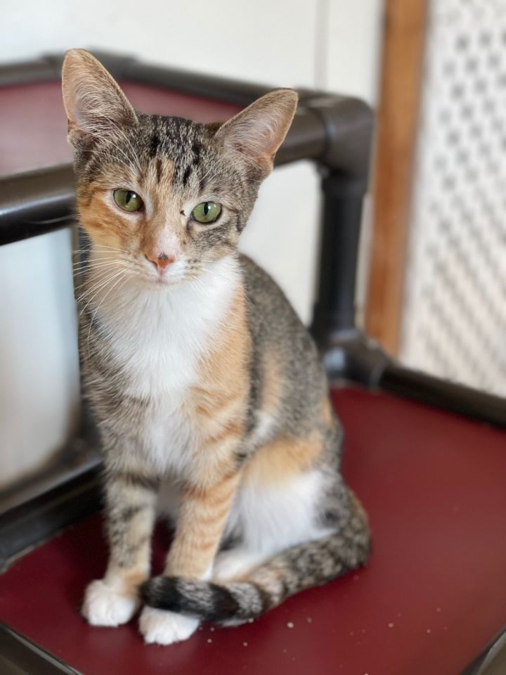 Agave (foster-raised with dogs) 4