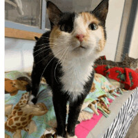Cleo, an adopted American Shorthair Mix in Minneapolis, MN_image-4