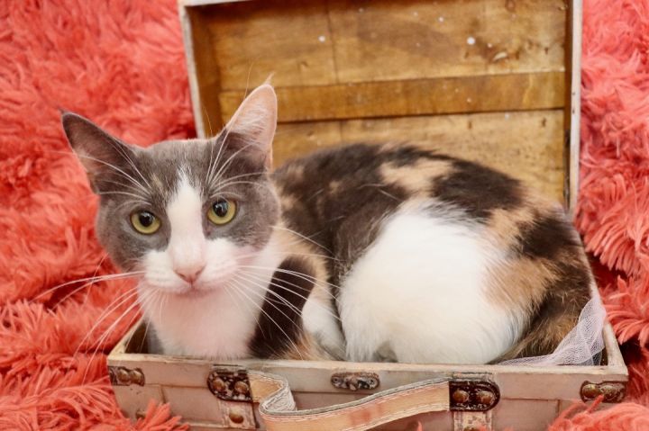 Tulip, an adopted Dilute Calico & Turkish Van Mix in Saint Augustine, FL_image-2