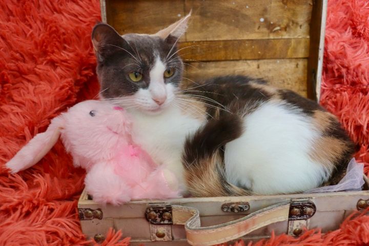 Tulip, an adoptable Dilute Calico & Turkish Van Mix in Saint Augustine, FL_image-3