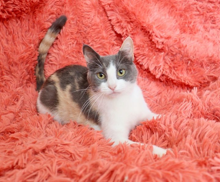 Tulip, an adoptable Dilute Calico & Turkish Van Mix in Saint Augustine, FL_image-6