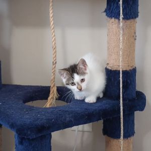 Peanut
