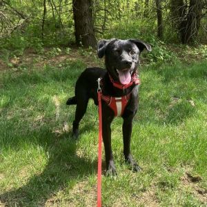 Photo of DOG OF THE MONTH!