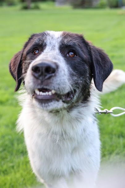 Dice, an adoptable Great Pyrenees Mix in Palatine, IL_image-3