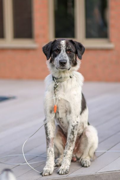 Dice, an adoptable Great Pyrenees Mix in Palatine, IL_image-4