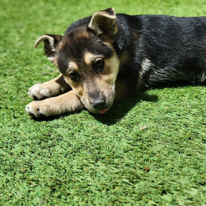 Blossom, an adoptable German Shepherd Dog & Husky Mix in Chicago, IL_image-2