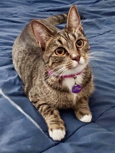 Penelope, an adoptable Tabby, Domestic Short Hair in San Diego, CA, 92171 | Photo Image 3