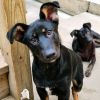  Shiloh (ADOPTED!)