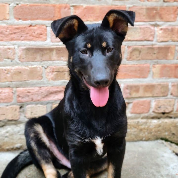  Shiloh (ADOPTED!), an adoptable German Shepherd Dog & Shepherd Mix in Chicago, IL_image-1