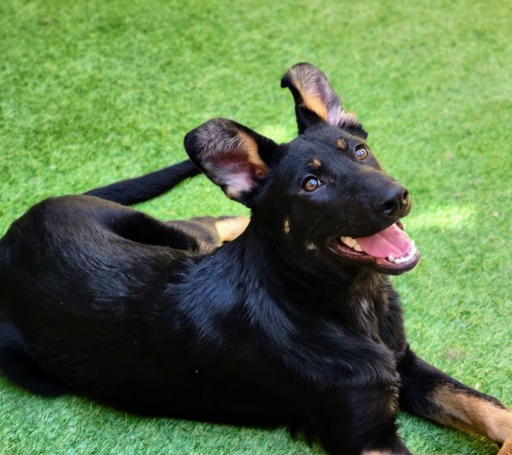  Shiloh (ADOPTED!), an adoptable German Shepherd Dog & Shepherd Mix in Chicago, IL_image-3