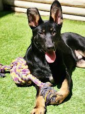  Shiloh (ADOPTED!) 4
