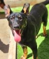  Shiloh (ADOPTED!)