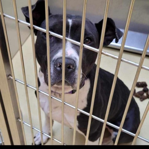 Alexandra, an adoptable Pit Bull Terrier in Wichita, KS, 67278 | Photo Image 4
