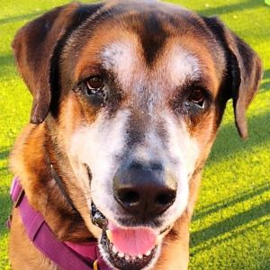 Name Zeus Breed Shepherd-hound mix Color Fawn-tan Age 8-9 years Size when grown Large Weight 