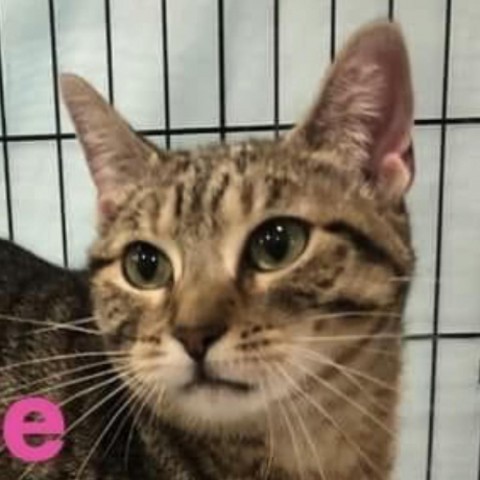 Nellie, an adoptable Domestic Short Hair in Casa Grande, AZ, 85194 | Photo Image 1