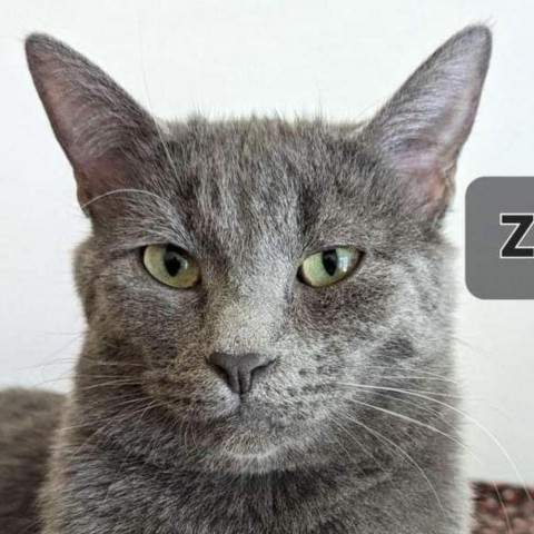 Zane, an adoptable Domestic Short Hair in Casa Grande, AZ, 85194 | Photo Image 1