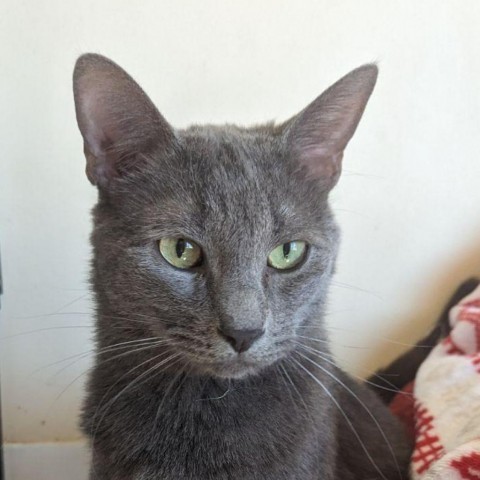 Zane, an adoptable Domestic Short Hair in Casa Grande, AZ, 85194 | Photo Image 2