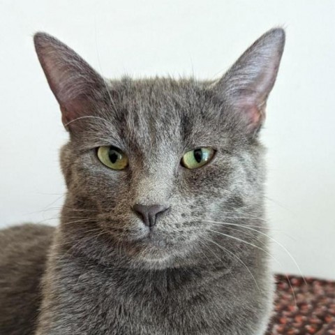 Zane, an adoptable Domestic Short Hair in Casa Grande, AZ, 85194 | Photo Image 4