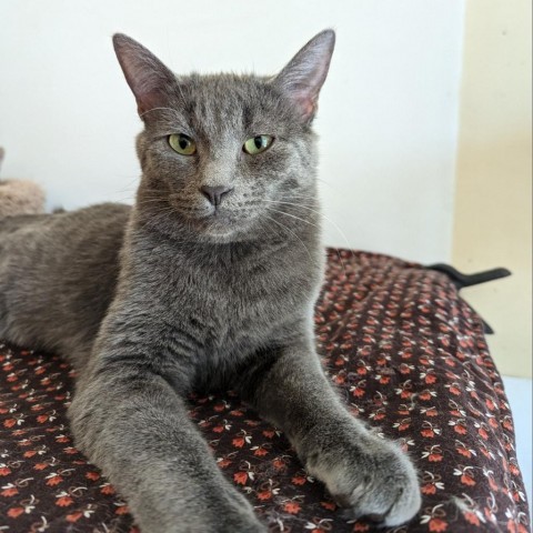 Zane, an adoptable Domestic Short Hair in Casa Grande, AZ, 85194 | Photo Image 6