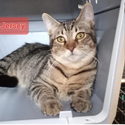 Jersey, an adoptable Domestic Short Hair in Casa Grande, AZ, 85194 | Photo Image 1