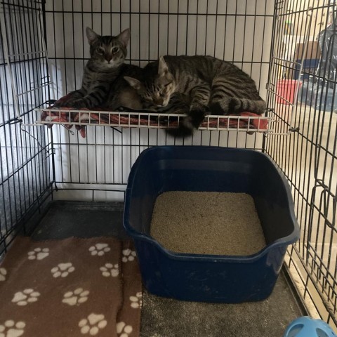 Jersey, an adoptable Domestic Short Hair in Casa Grande, AZ, 85194 | Photo Image 3