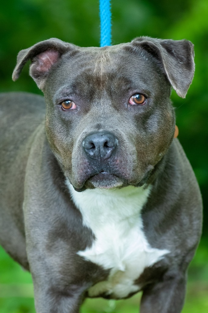 Luce, an adoptable Pit Bull Terrier in Johnson City, TN, 37604 | Photo Image 1