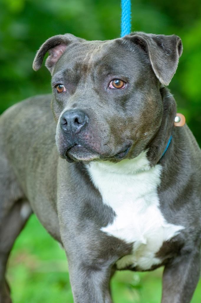 Luce, an adoptable Pit Bull Terrier in Johnson City, TN, 37604 | Photo Image 3