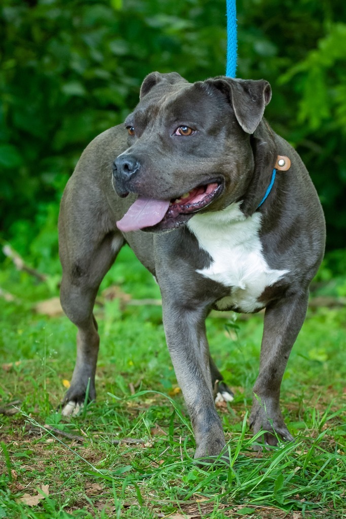 Luce, an adoptable Pit Bull Terrier in Johnson City, TN, 37604 | Photo Image 4