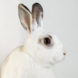 Bolt, Adult Male unknown