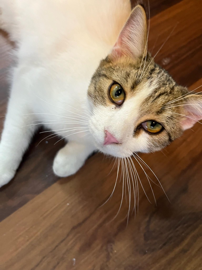 Apollo, an adoptable Domestic Short Hair in Salt Lake City, UT, 84117 | Photo Image 2