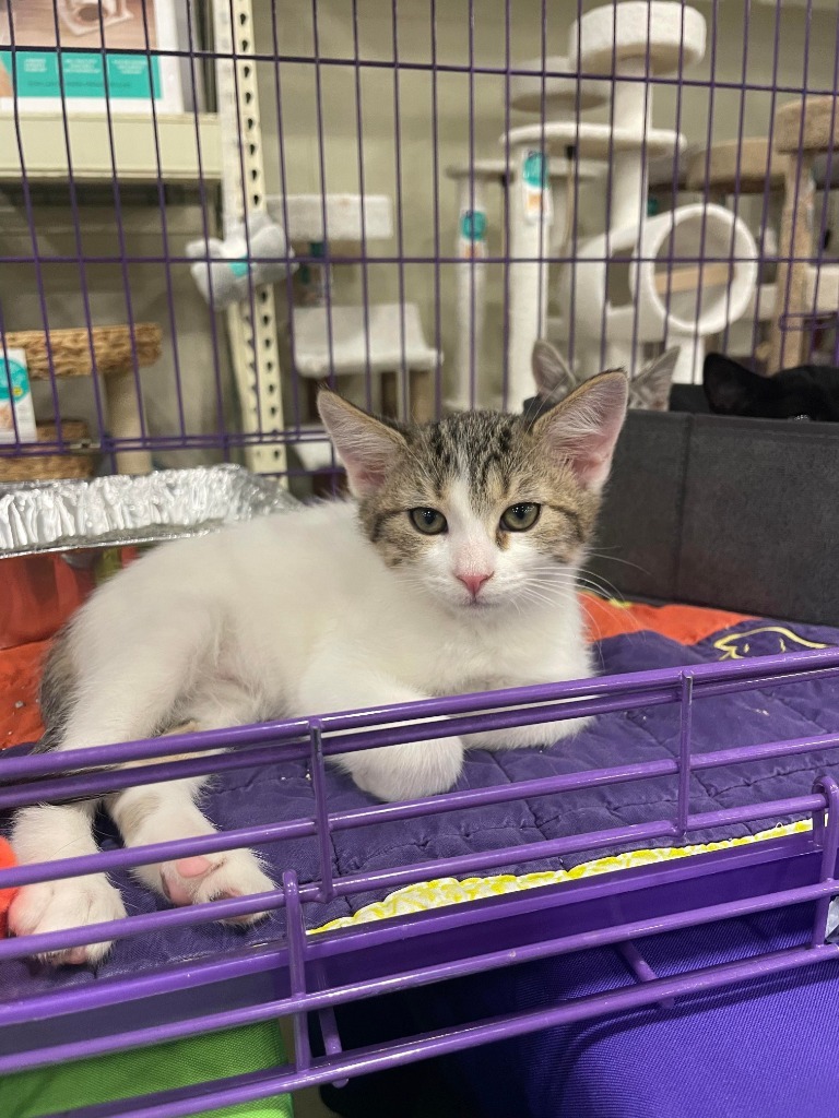 Apollo, an adoptable Domestic Short Hair in Salt Lake City, UT, 84117 | Photo Image 3